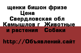 щенки бишон фризе › Цена ­ 20 000 - Свердловская обл., Камышлов г. Животные и растения » Собаки   